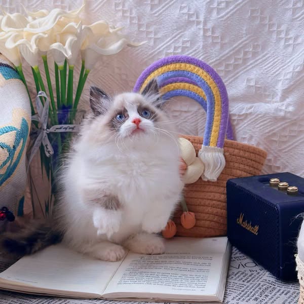 Ragdoll