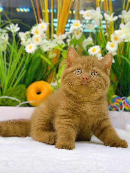 British Shorthair