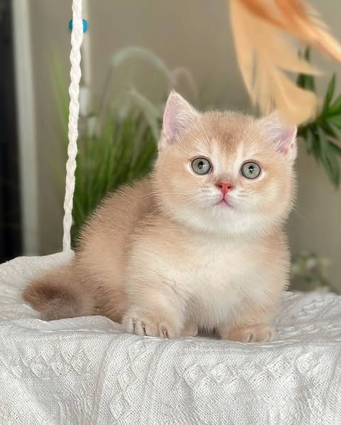 Munchkin