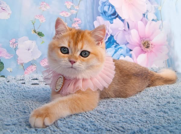 British Shorthair