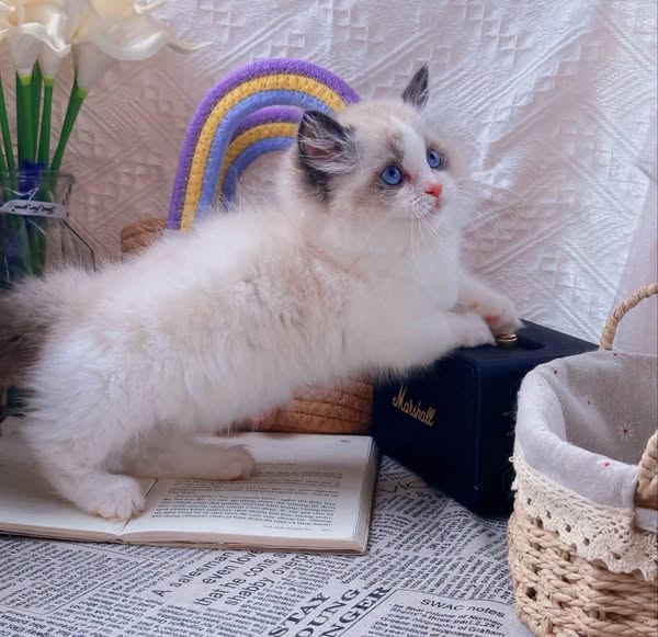 Ragdoll