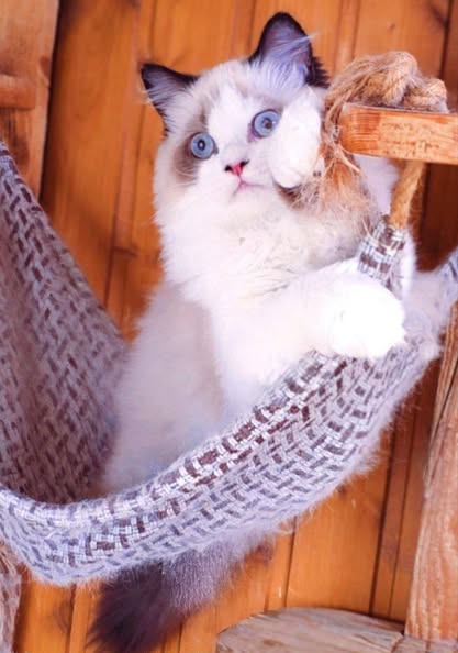 British Longhair