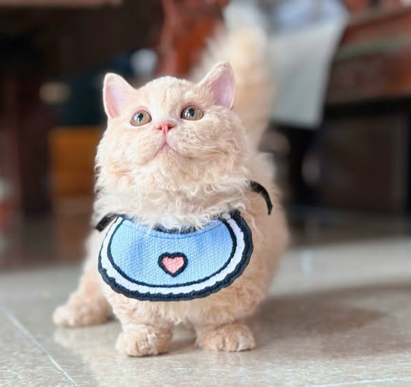 Selkirk Rex Munchkin
