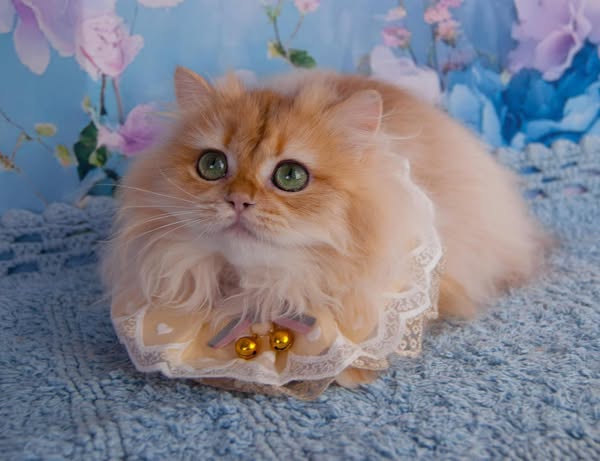 British Longhair