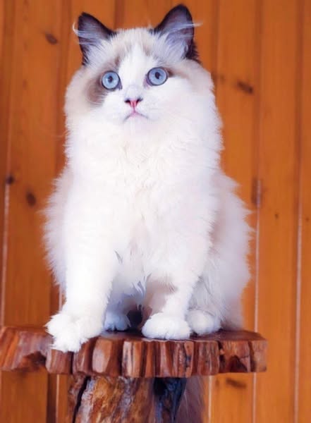 British Longhair