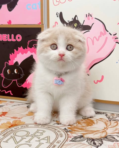 Scottish Fold
