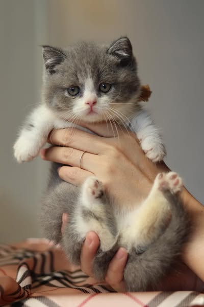 Munchkin