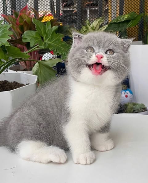 Scottish Fold