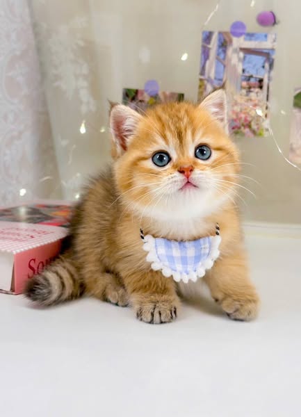 British Shorthair