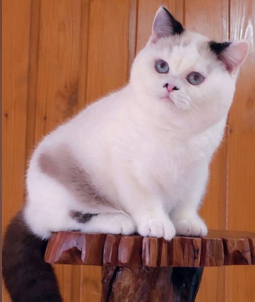 British Shorthair