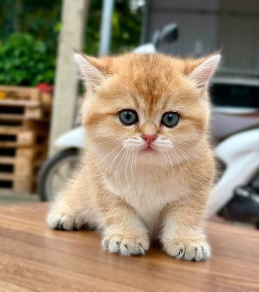 British Shorthair