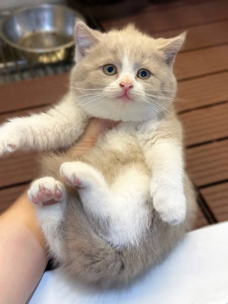 British Shorthair
