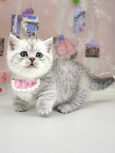 Munchkin