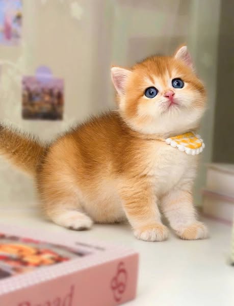 British Shorthair