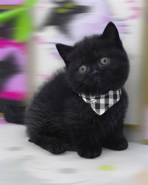 Munchkin
