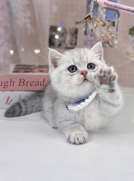 Munchkin
