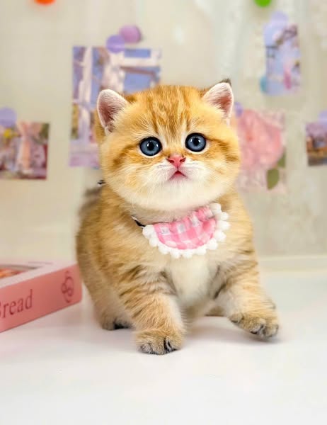 British Shorthair
