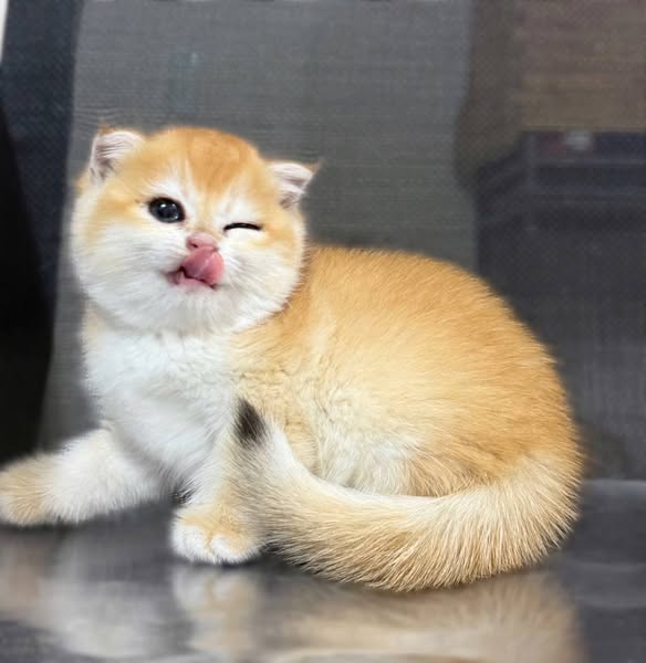 Scottish Fold