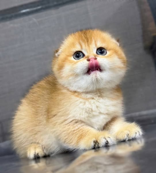 Scottish Fold
