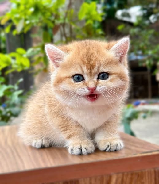 British Shorthair