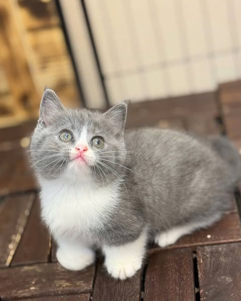 Munchkin