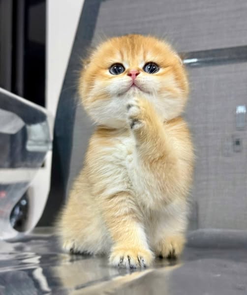 Scottish Fold