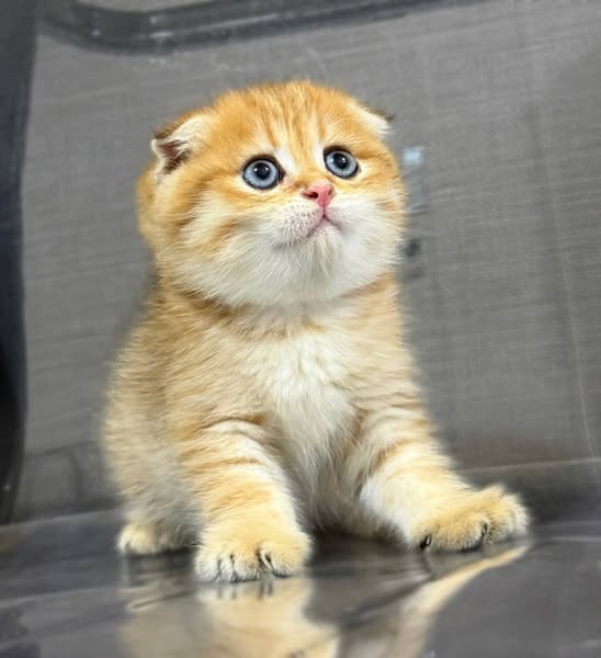 Scottish Fold