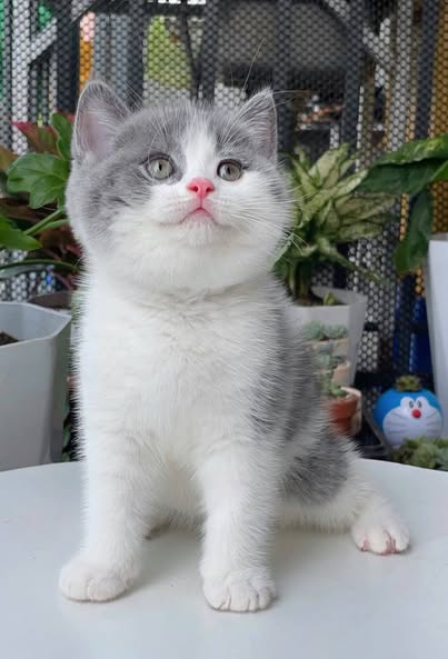 British Shorthair