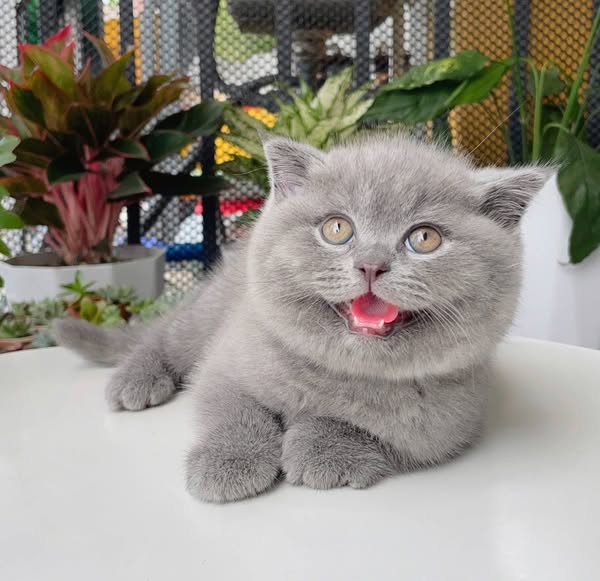 Scottish Fold