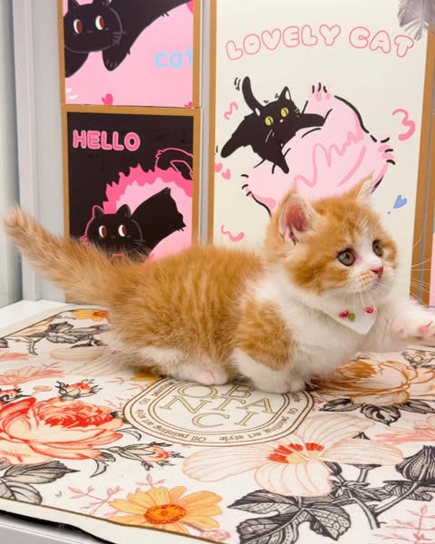 Munchkin