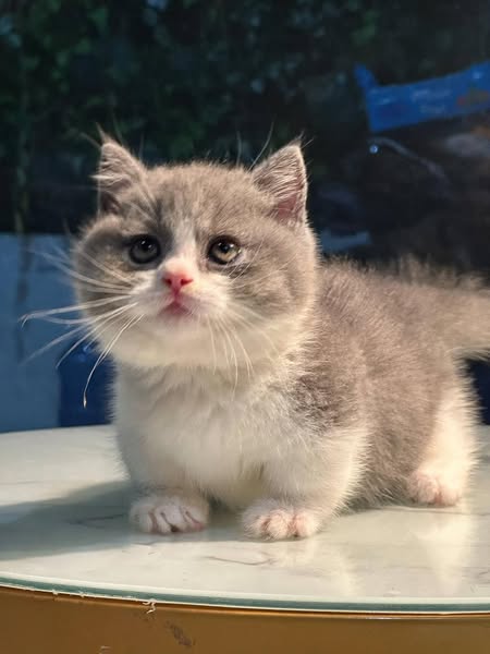 Munchkin