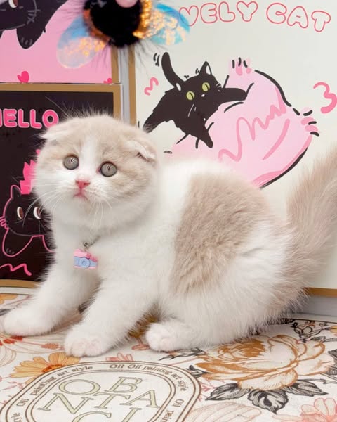 Scottish Fold