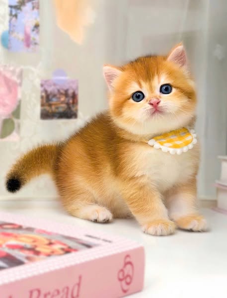 British Shorthair