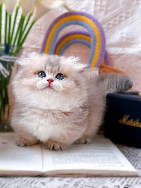 Munchkin Longhair