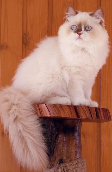 British Longhair