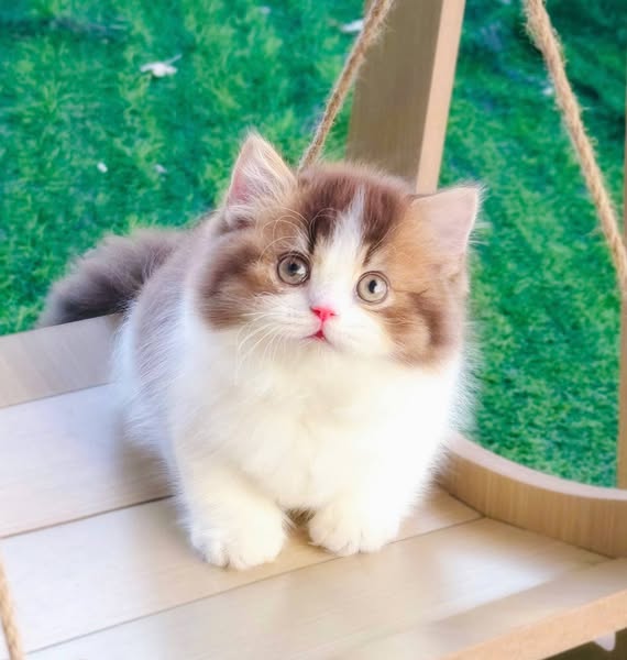 Munchkin Longhair