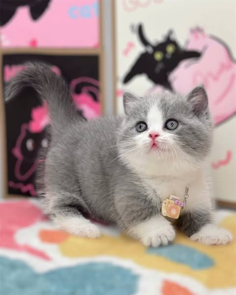 Munchkin