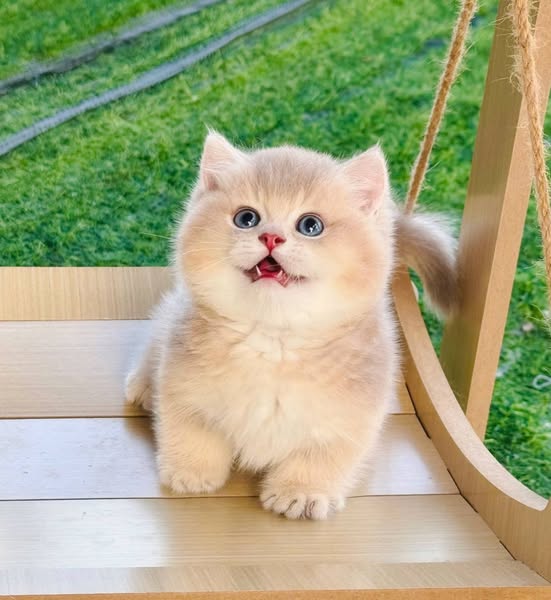 Munchkin