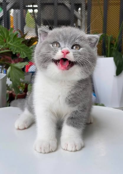 Scottish Fold