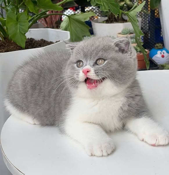 Scottish Fold