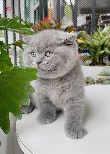 Scottish Fold