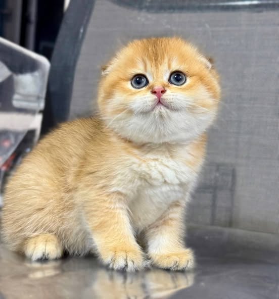 Scottish Fold