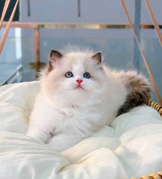 Ragdoll