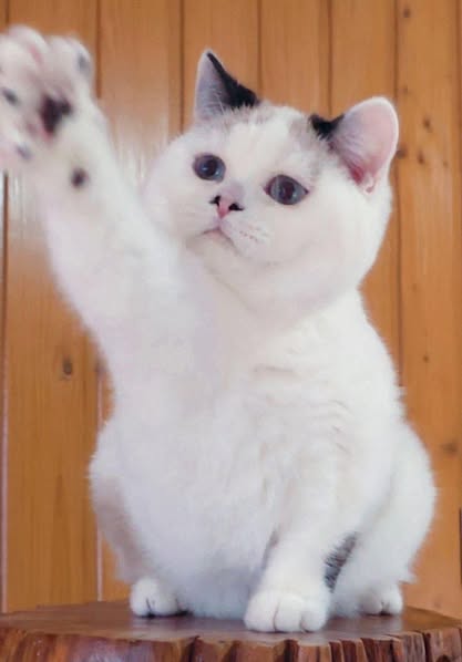 British Shorthair