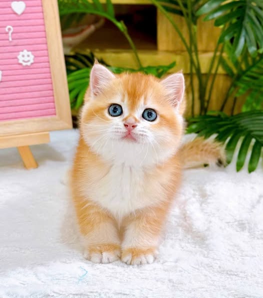 British Shorthair