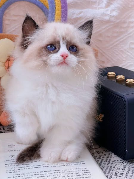 Ragdoll