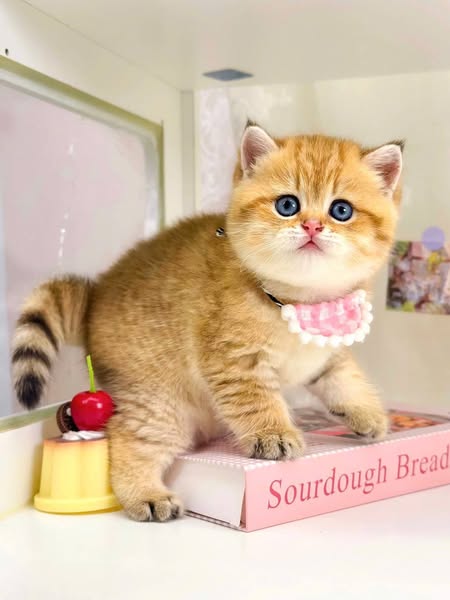 British Shorthair