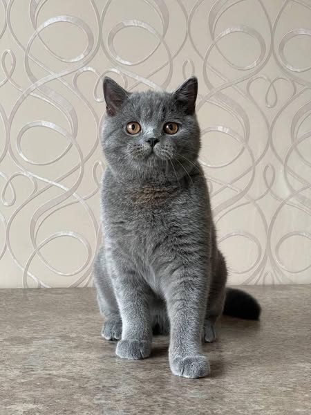 British Shorthair