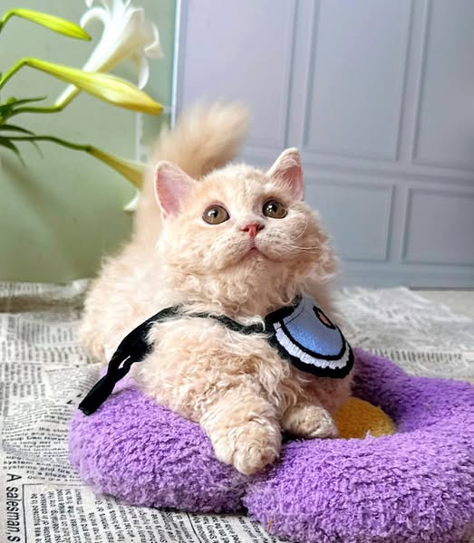 Selkirk Rex Munchkin