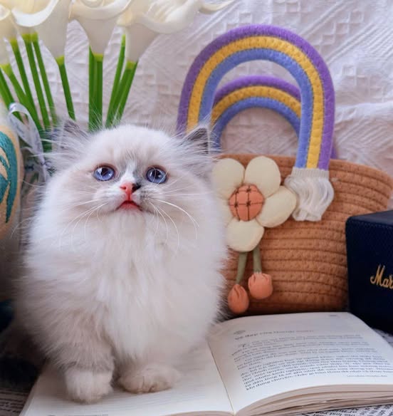 Ragdoll